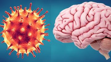 Mounting evidence suggests that the SARS-CoV-2 virus affects the brain, as well as the lungs.