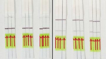 Results of the STOPCovid test appear as a single or double line on a paper strip akin to a pregnancy test. In this photo, test strips showing a single line (left panel) indicate no infection. Test strips revealing double lines (right panel) indicat...