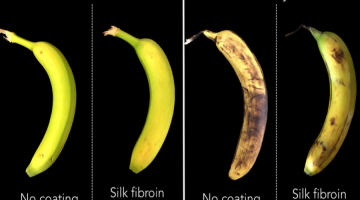 An edible silk-based coating developed by MIT Assistant Professor Benedetto Marelli can preserve food longer and prevent food waste. Marelli has teamed up with other Boston-based scientists to form Cambridge Crops, a spinout company using sil...