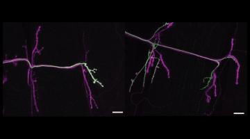 The left side shows a "tonic" neuron (stained green) growing to just one muscle on the right of the panel. In the next panel, one can see a "phasic" neuron (also stained green) connecting to more than one muscle.Image: Littleton Lab/Picower Institute