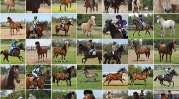 A new GAN-editing tool developed at MIT allows users to copy features from one set of photos and paste them into another, creating an infinite array of pictures that riff on the new theme — in this case, horses with hats on their heads.Image: David Bau